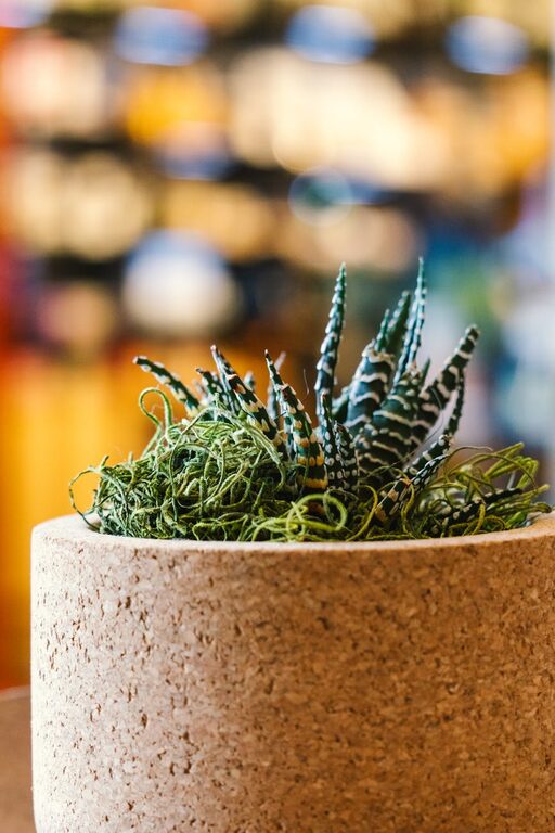 Essential Tips for Keeping Your Houseplants Healthy and Thriving